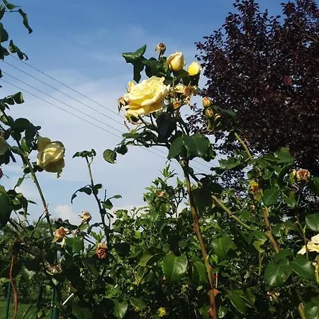 Villa Rio - Obronci Fruske Gore *